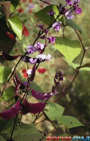 image001 4