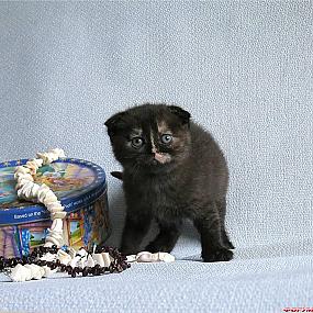 Британский котенок