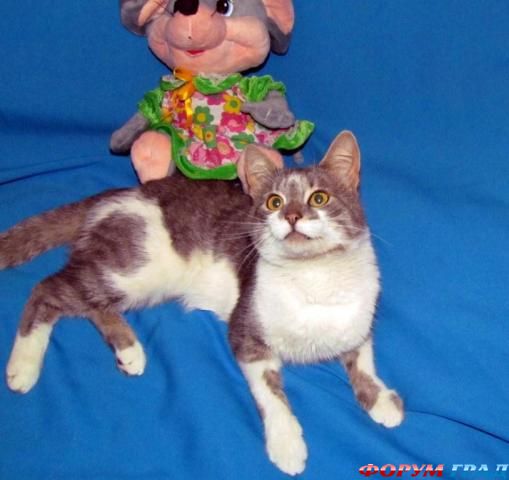 Мышкин Кошкин