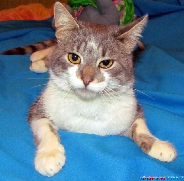 Мышкин Кошкин