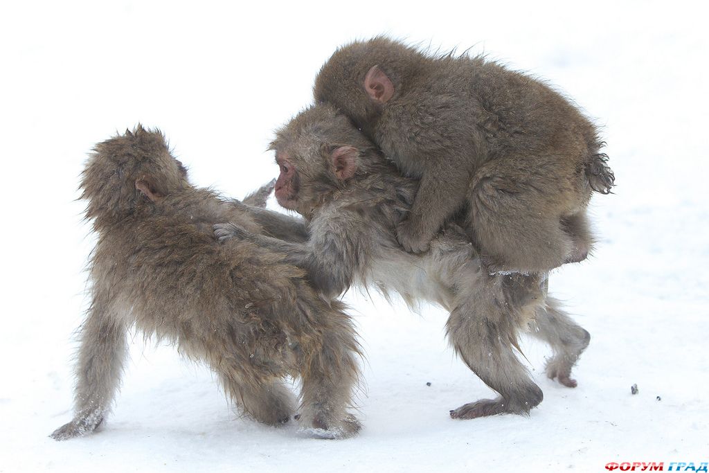 Японские обезьяны