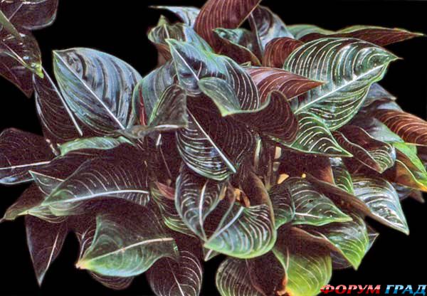 Aglaonema rotunda