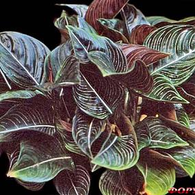 Aglaonema rotunda