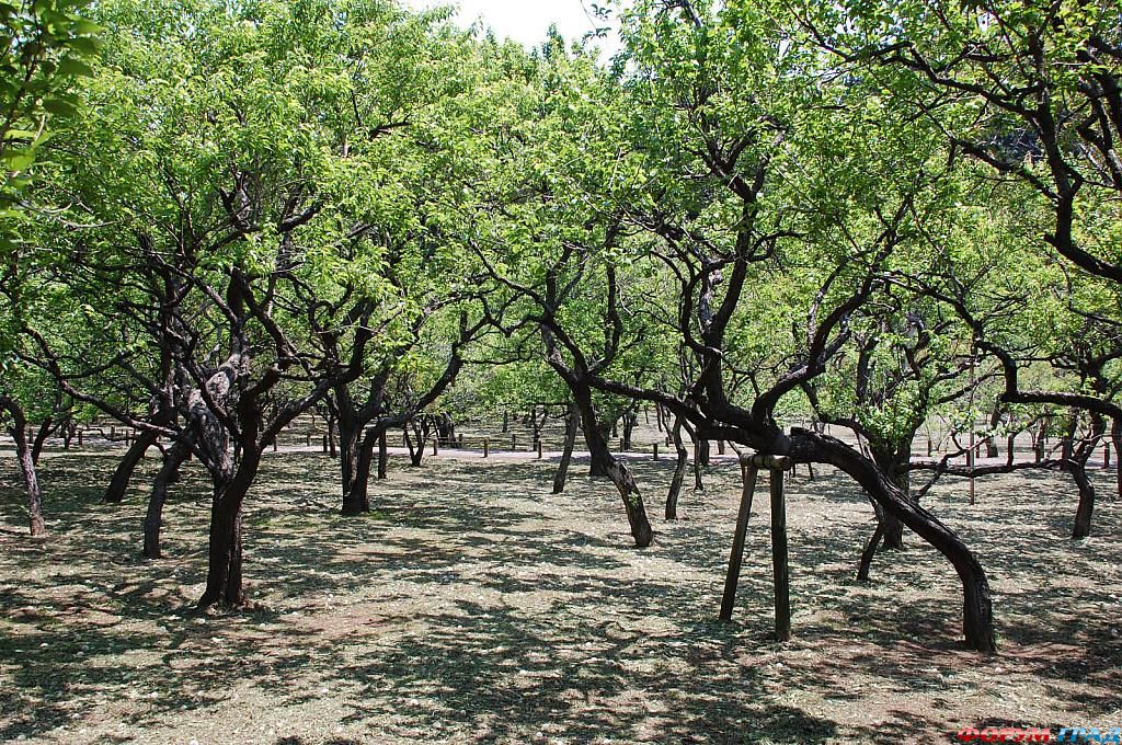 Сад Kairaku-en Япония