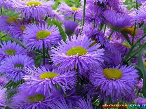 мелколепестник махровый