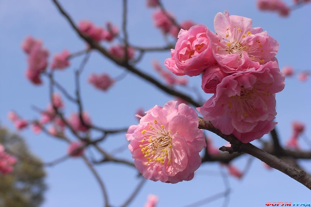 Kenroku-en