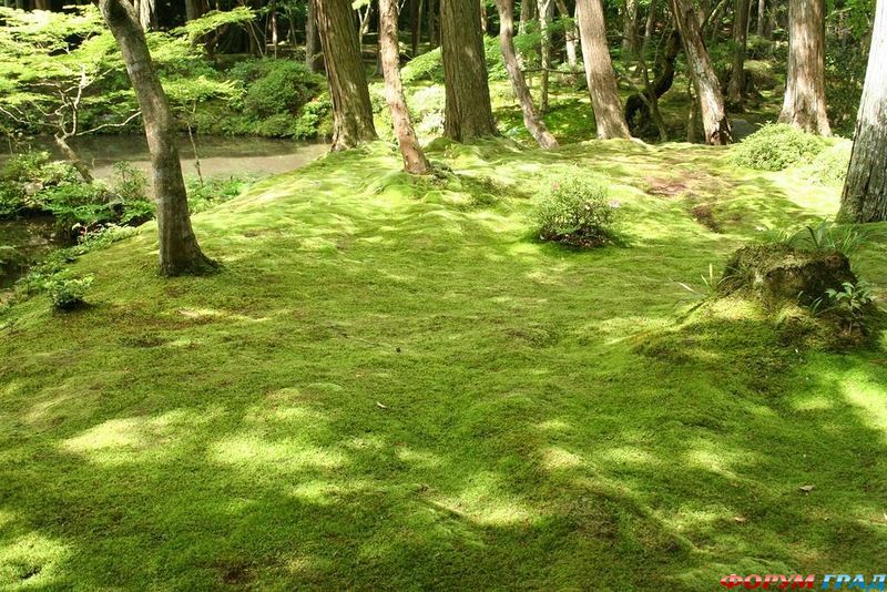сад мхов