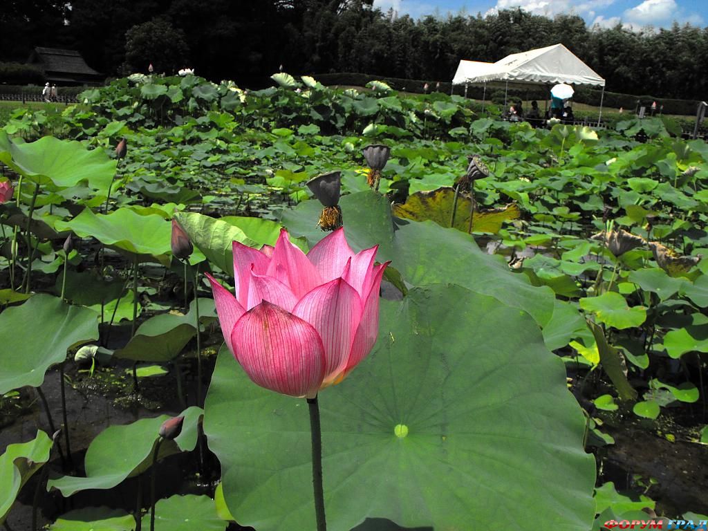 Парк Кераку-эн Япония