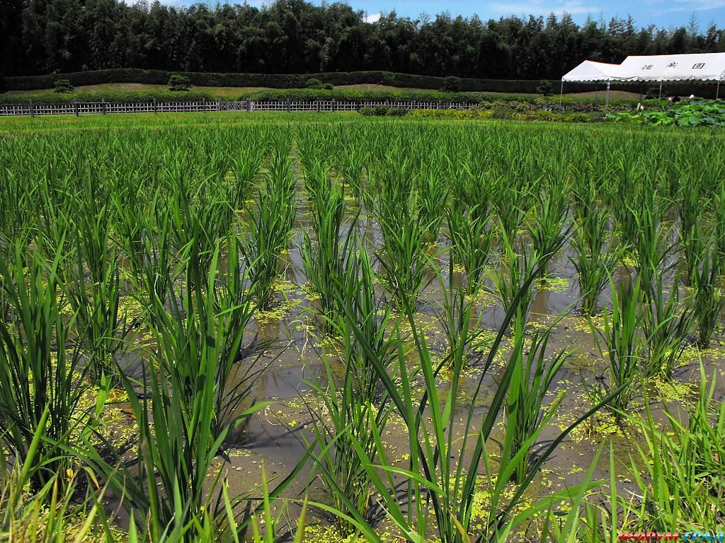 Парк Кераку-эн Япония