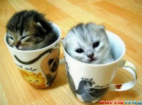 Забавные кошки