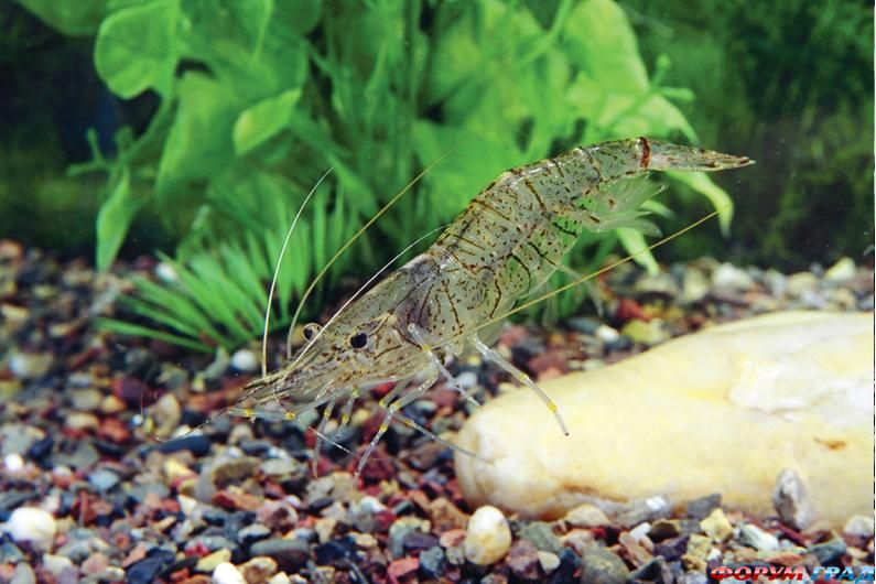 Пресноводная креветка