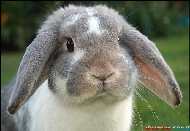Декоративные кролики