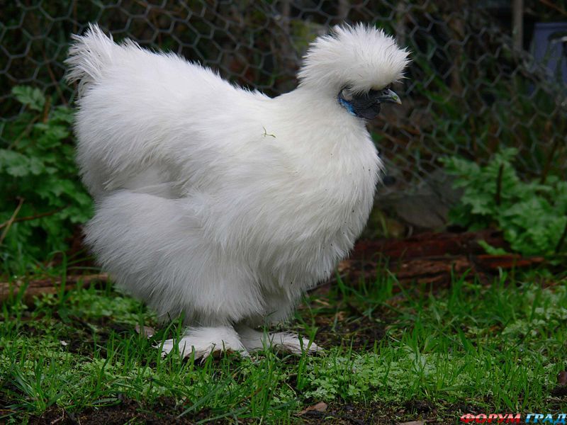 белая шелковая курица