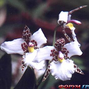 Lemboglossum stellatum