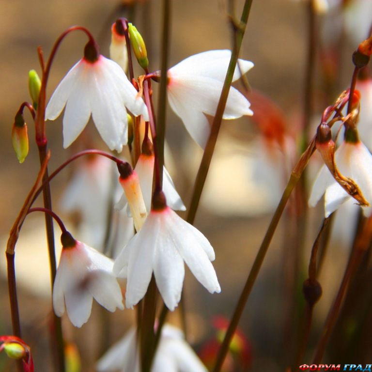 белоцветник летний