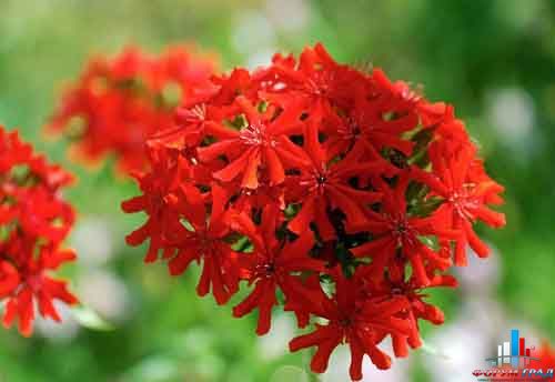 Лихнис халцедонский