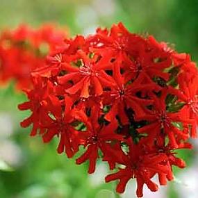 Лихнис халцедонский