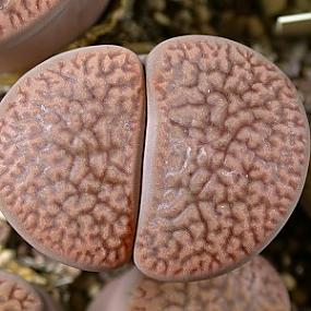 Lithops hookeri   var. marginata