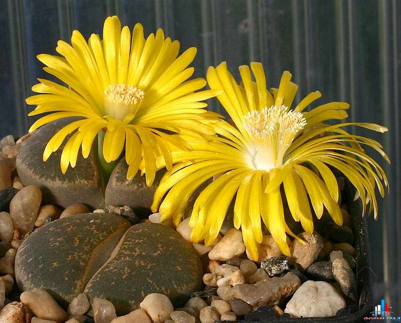 lithops lesliei c26 img 9112