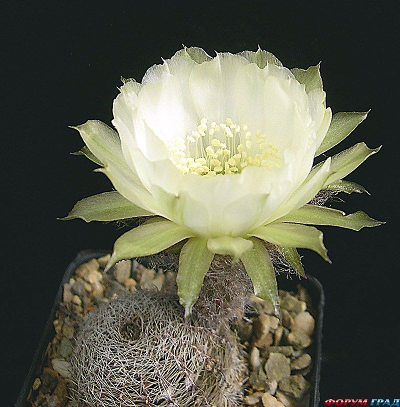 Lobivia rebutioides