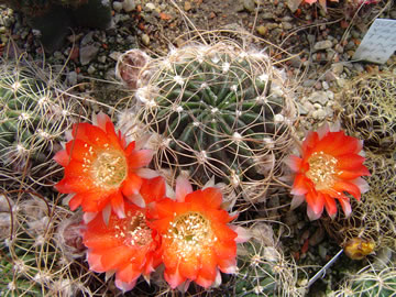 Lobivia sanguiniflora