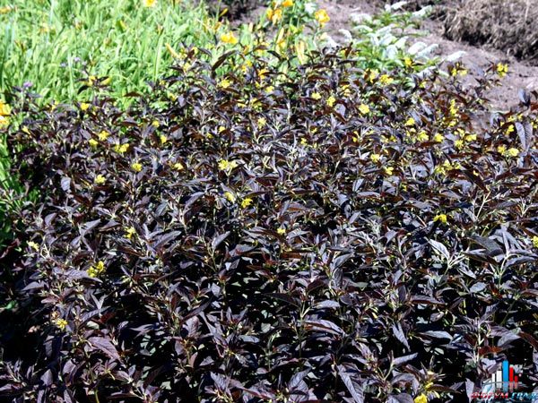 lysimach-ciliat-firecrac