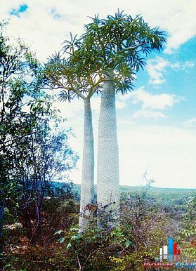 Пахиподиум в природе