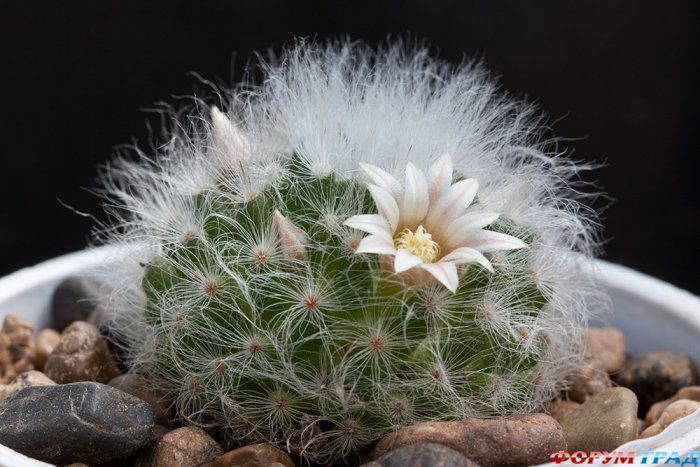 Mammillaria albicoma