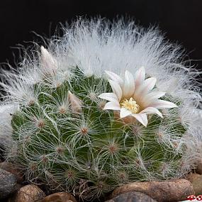 Mammillaria albicoma