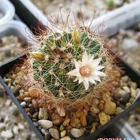 Mammillaria aurihamata