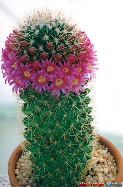 Mammillaria backebergiana