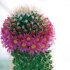 Mammillaria backebergiana