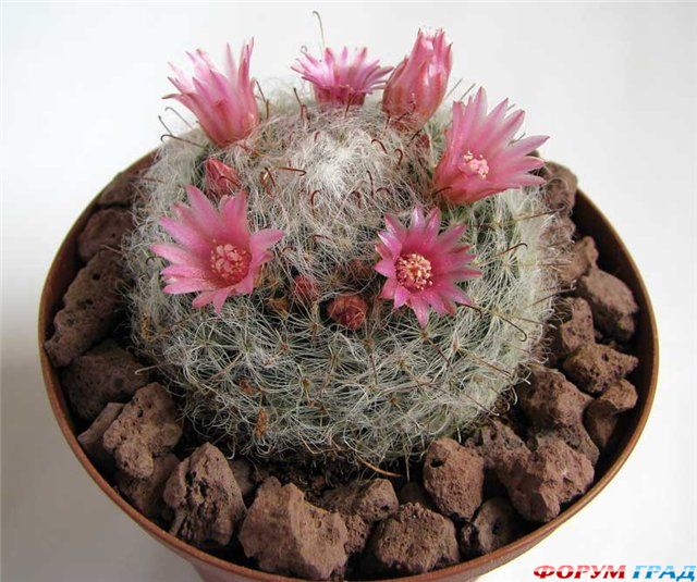 Мамиллярия бокасская Mammillaria bocasana