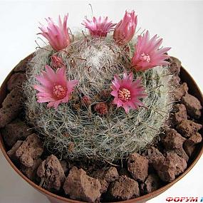 Мамиллярия бокасская Mammillaria bocasana