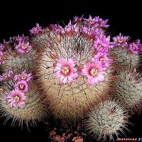 Mammillaria  bombycina