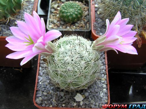 Mammillaria boolii