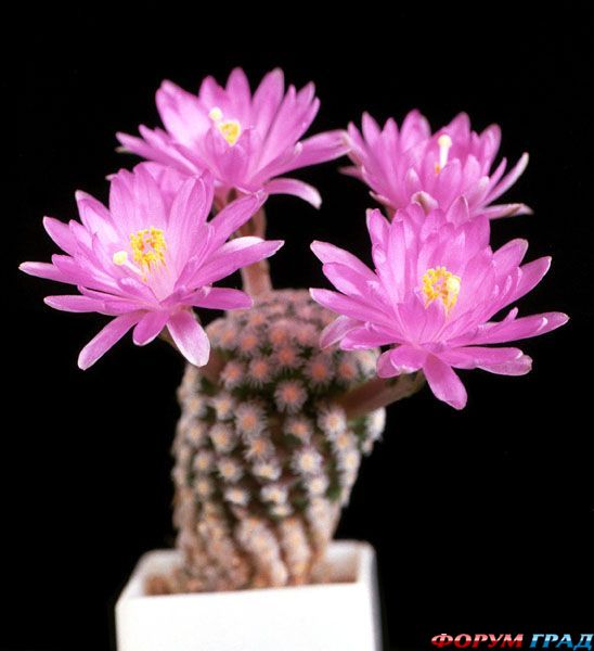 Mammillaria the­resae