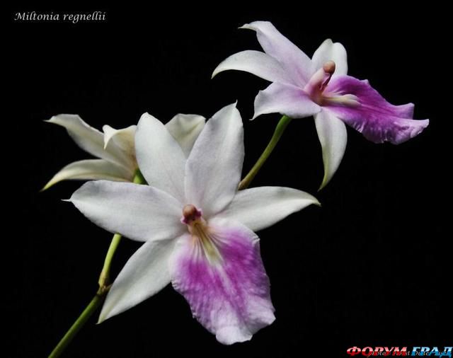 Miltonia regnellii