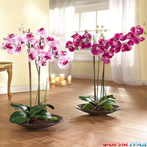 орхидея в интерьере