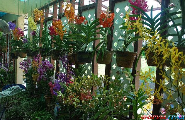 Сод Орхидей Куала Лампур