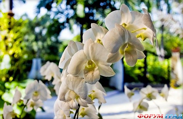 Сод Орхидей Куала Лампур