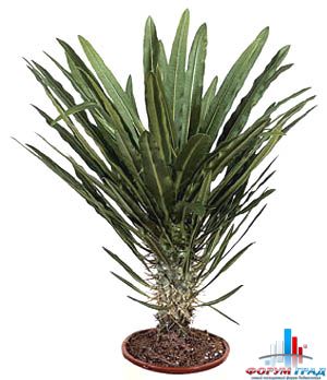 Пахиподиум