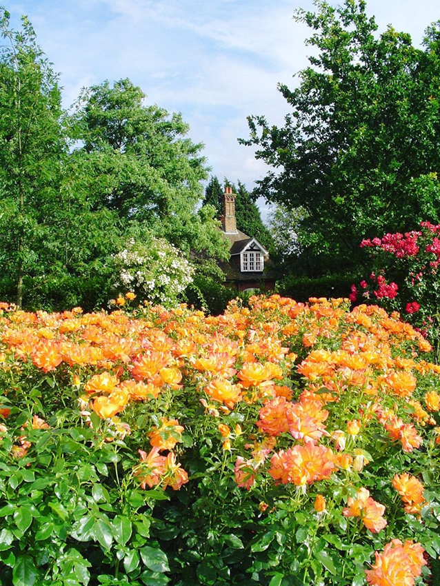 Rose garden queen Mary/ London