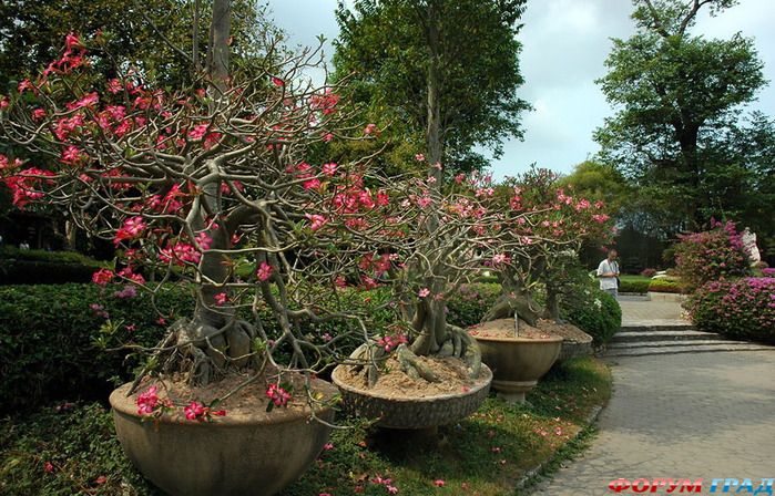 Парк миллиона камней