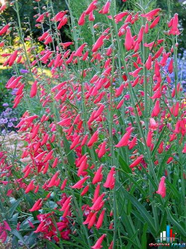 пенстемон бородатый