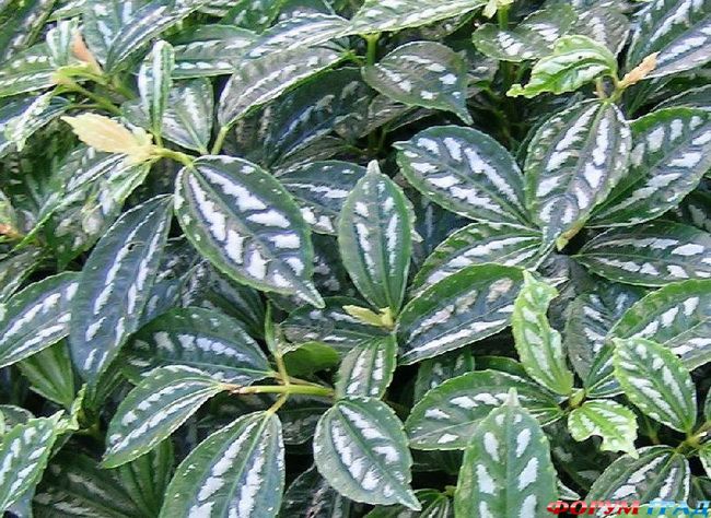 пилея Кадье