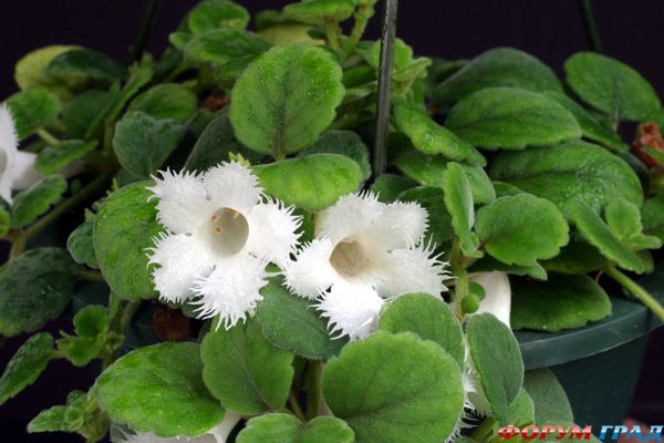 Episcia  lilacina