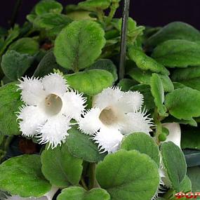 Episcia  lilacina