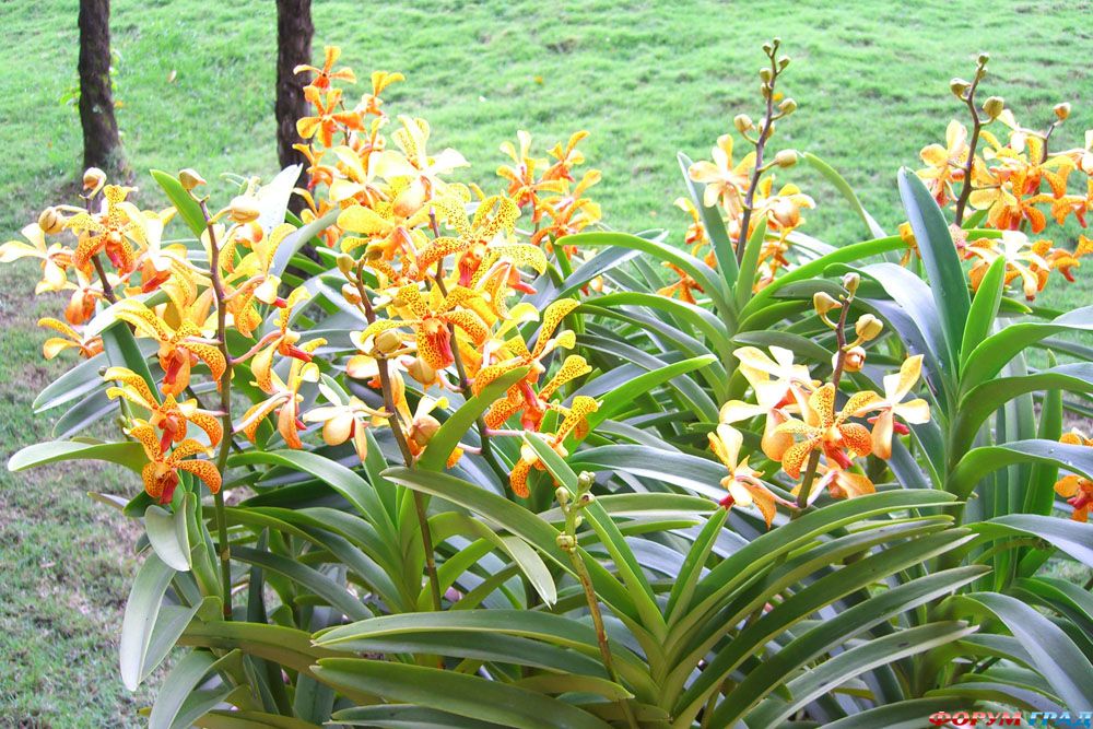 Сод Орхидей Куала Лампур