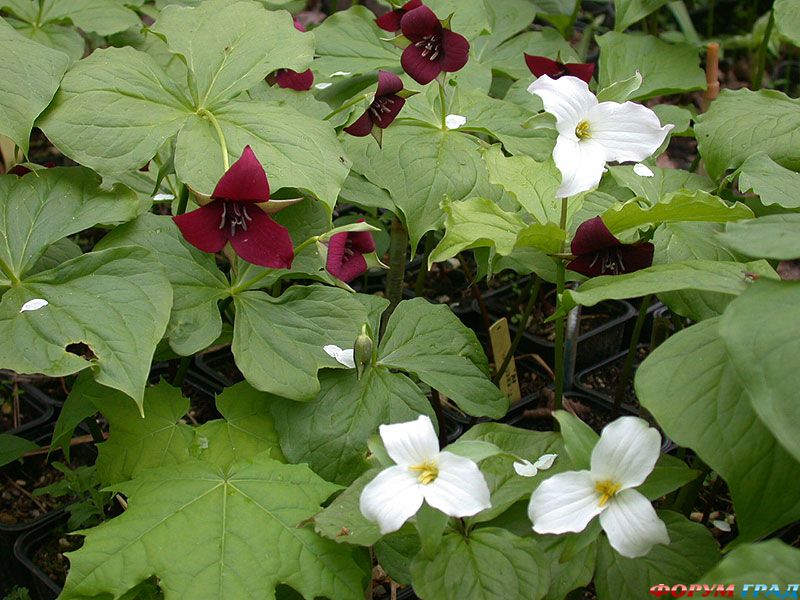 planting terectum grandiflo